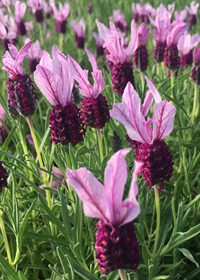 Lavandula stoechas 'Mulberry Ruffles'